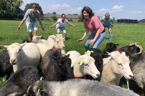 Workshop Schapen drijven